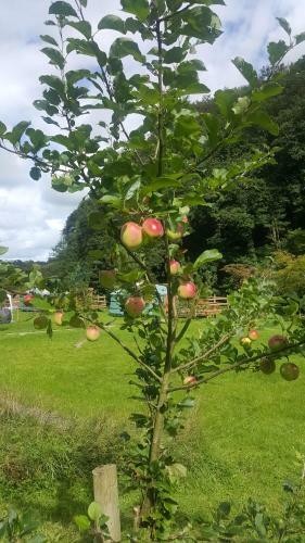 Glan Mydyr Woodland Yurts