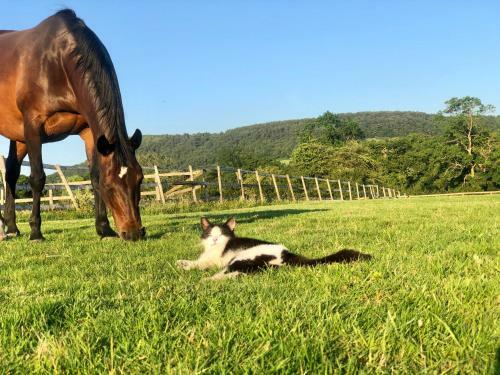 Agroturismo The Saddlery Cheshire