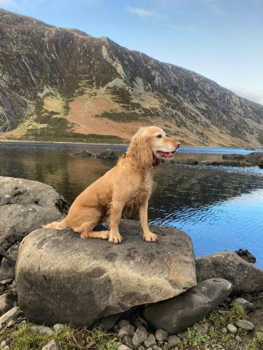 Graiglwyd Springs Holiday Cottages