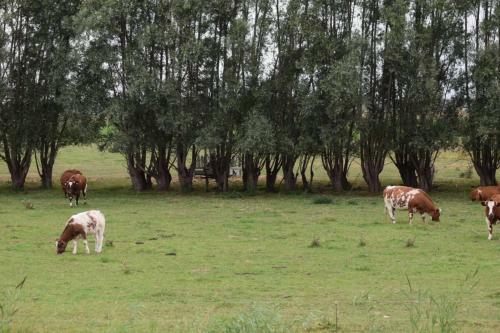 B&B 't Steurgat