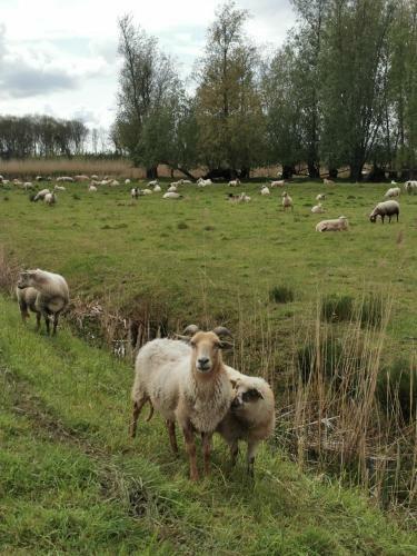 B&B Op De Terp
