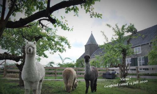 Bed & Brood de Vogelpoel