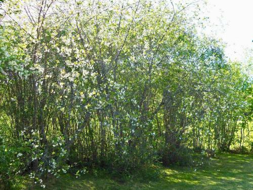 Orsastuguthyrning-kyrkbyn