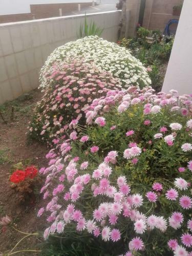 Vivenda Rosa Lagos