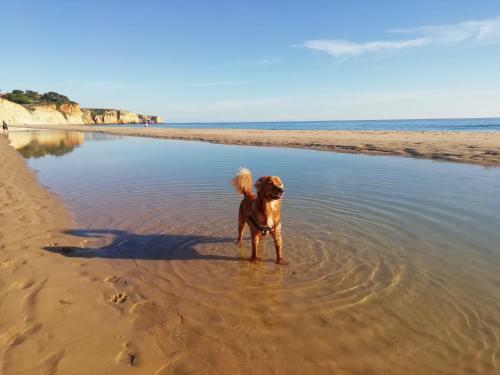 Marreiro's House Algarve