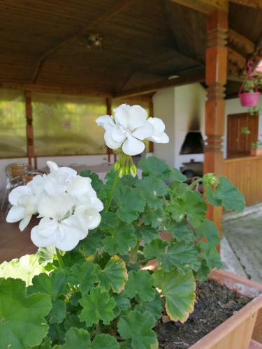 Hostal Pensiunea Maria