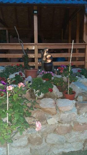 Hostal Casa Svinicean?