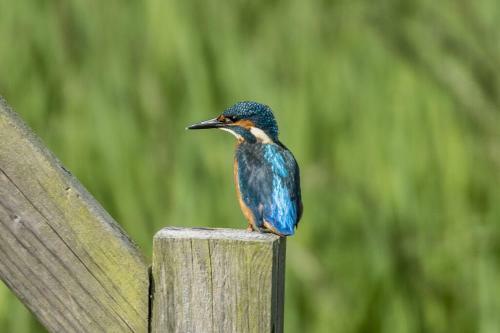 Watersedge