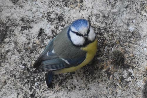 Bed & Breakfast La Fontaine Aux Oiseaux