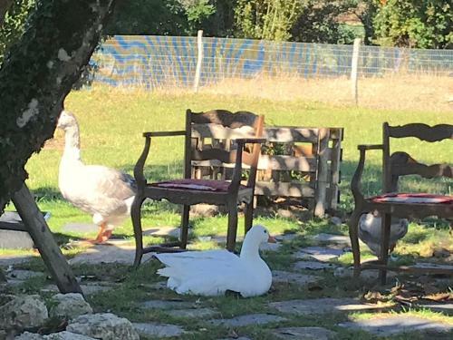 Bed & Breakfast Chez Gustave & Compagnie