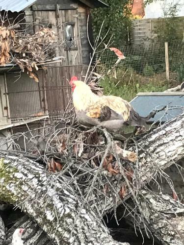 Bed & Breakfast Chez Gustave & Compagnie