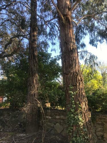Le Mas De La Foret
