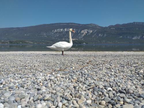 Eco Yourte Lac Du Bourget