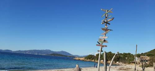Cam�lia Plein Soleil Bord de Plage
