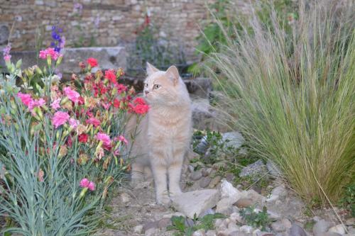 Bed & Breakfast La Ferme Pateli