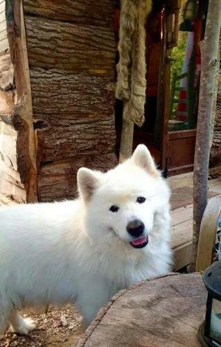 La Cabane Aux Loups