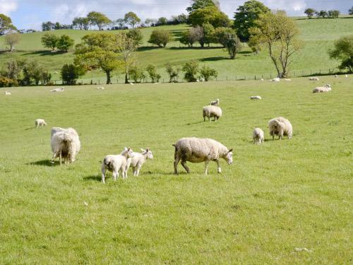 Tyddyn Y Fron Bach