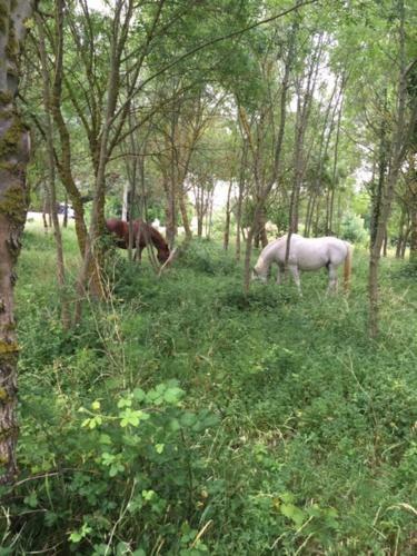 Logement Des Lavandes Animaux Bienvenus