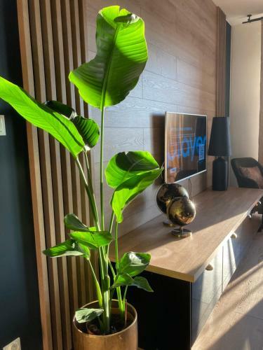 Apartamenty Termalne Green Apartment