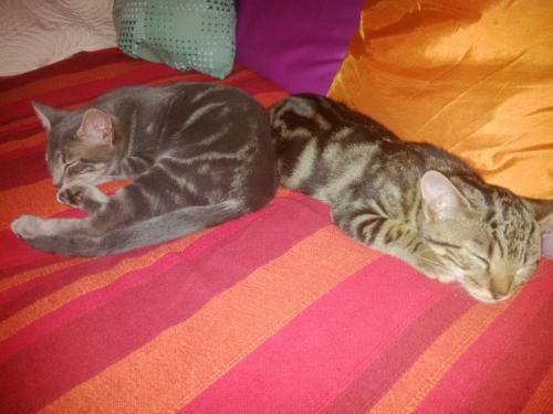 Bed & Breakfast Le Tilleul � Fleurs