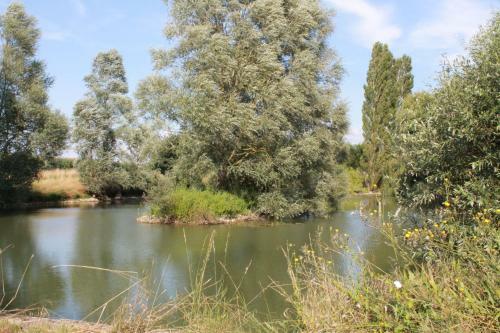 Les Pins � La Cerniere