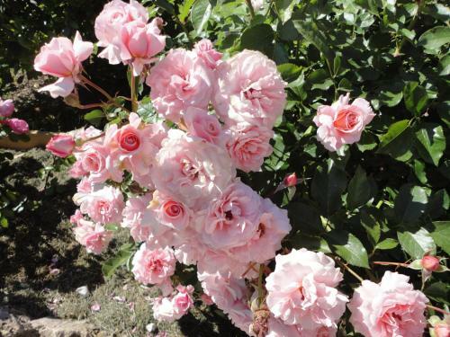 Apartamento Floralie