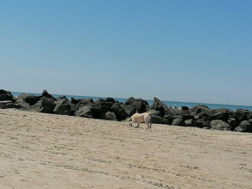 Equihen Plage Maison 83