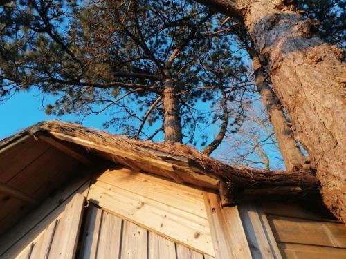 Bed & Breakfast Sherwood Tree