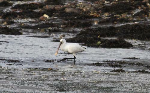 Villa Les Bernaches De Penfoulic