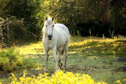 2 Coeurs 2 Landes