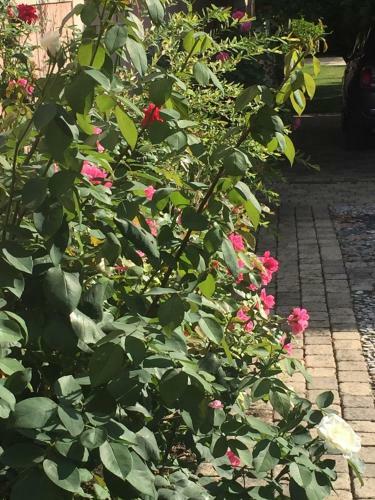Apartamento Rose Garden Studio