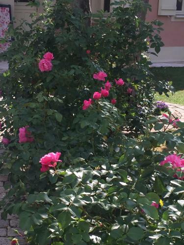 Apartamento Rose Garden Studio