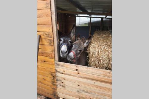 Chaumi�re Du Ch�teau D'� ,gite 17 Couchages
