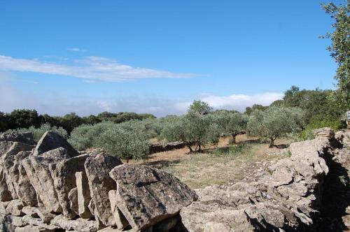 Cypr�s Du Paradis � Gordes