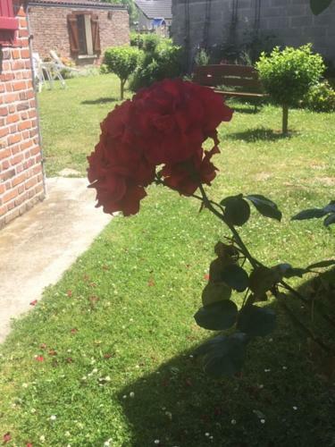 Bleu Et Coquelicot