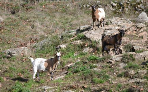 Le Bosc