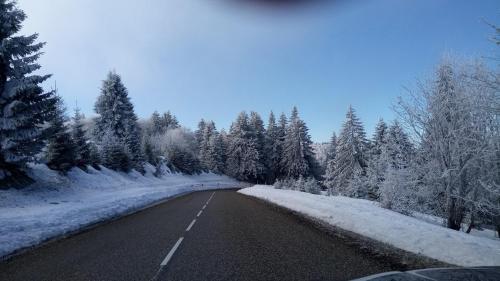 Le Chardonneret
