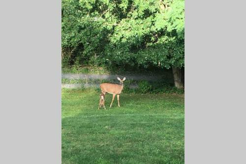 New! Quiet Cape Cod On Rural Lake Setting!