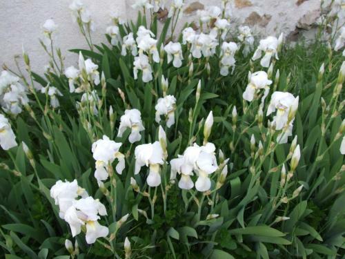 Le Saule Argent�