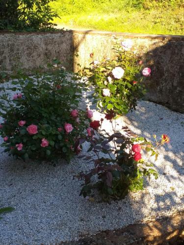 Bed & Breakfast Maison Belvoir