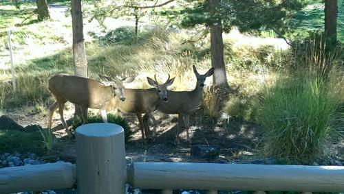 Silver Pine Lodge