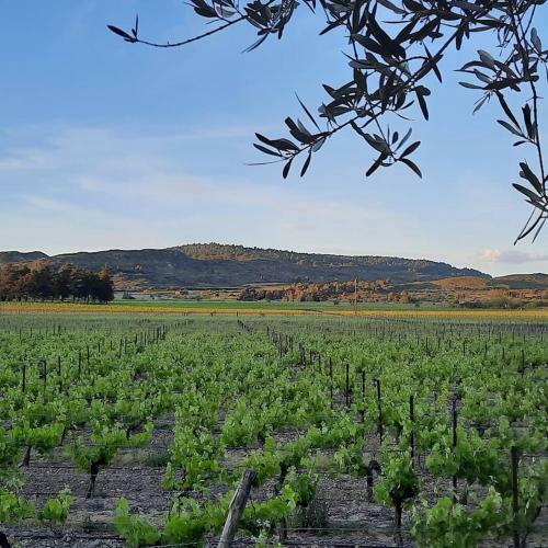 Hostal Le Coq Du Nord - Mailhac G�te Et Chambres D'h�tes