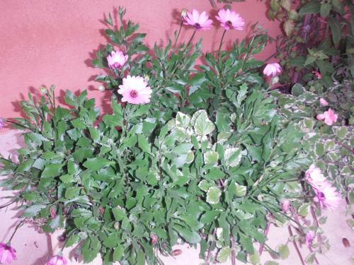 Apartamentos Appartement Le Romarin