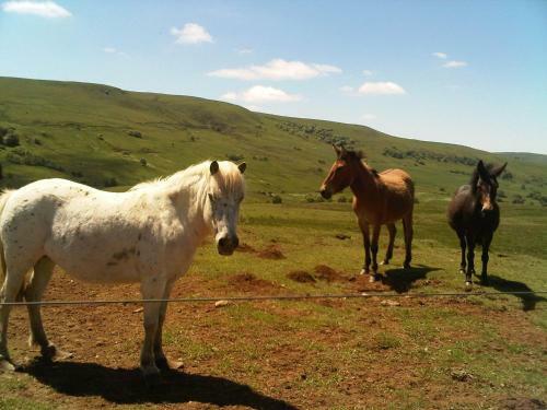 Cantal'envie