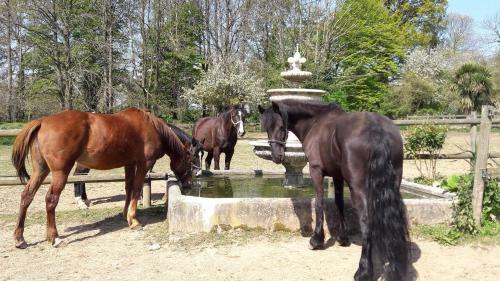 Bed & Breakfast Manoir de La Peignie