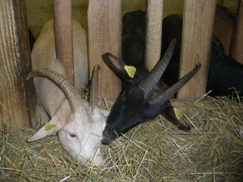 Bed & Breakfast Ferme Im-berg