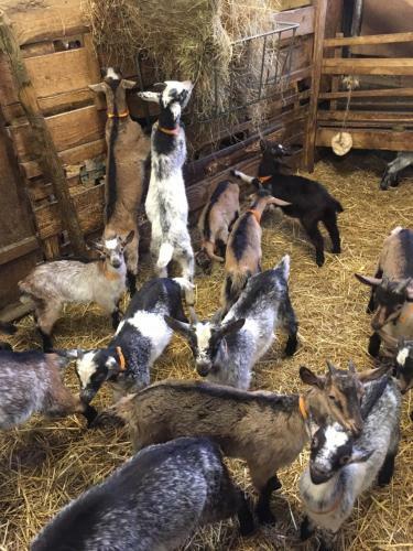 Bed & Breakfast Ferme Im-berg