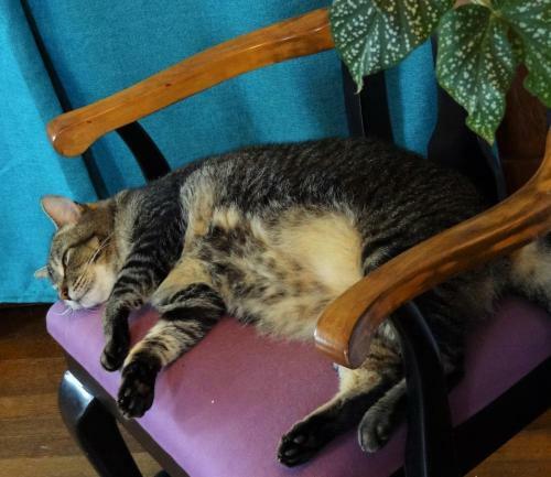 Bed & Breakfast The One Cat