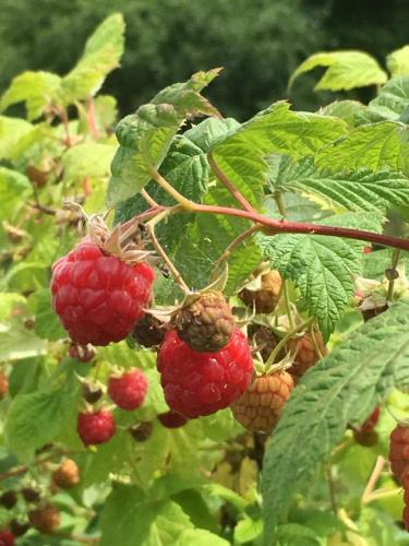 Cornwall Orchards Bed & Breakfast