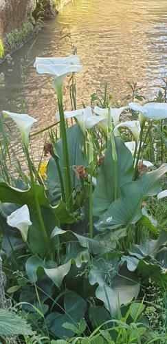 Bed & Breakfast Moulin De Ladausse